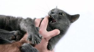 Cat Biting Human Hand