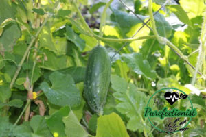 Fresh Cucumber Grown in My Garden
